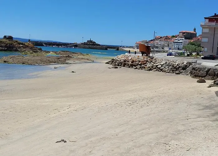 4 Palmeiras Palmeira